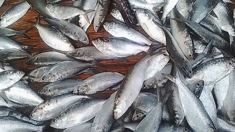 jatka-1793451832